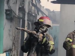 Damkar Depok Evakuasi Anjing Terjebak dalam Kebakaran Rumah di Sukmajaya
