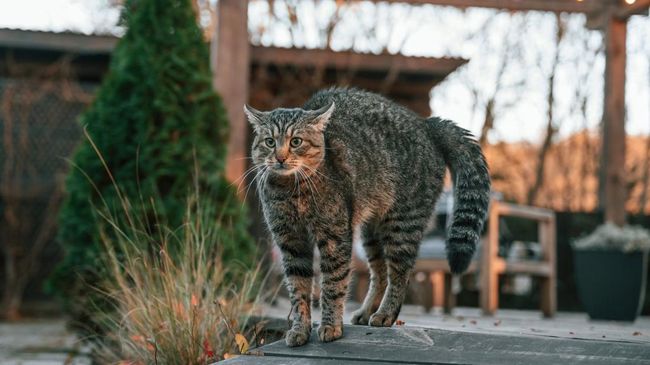 Kucing suka buang kotoran di halaman rumah? Ada beberapa cara yang bisa bikin mereka kapok melakukannya lagi tanpa perlu menyakiti.
