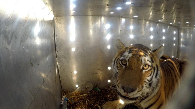 Female Amur tiger Umit waits inside a pickup truck before being released into the wild as part of a program to restore the tiger population, marking the species' first return to Kazakhstan's natural habitat in more than 70 years, at the Ile-Balkhash