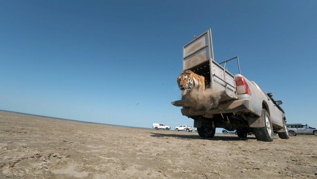Female Amur tiger Umit jumps out of a pickup truck while being released into the wild as part of a program to restore the tiger population, marking the species' first return to Kazakhstan's natural habitat in more than 70 years, at the Ile-Balkhash S
