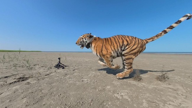 Female Amur tiger Umit runs into the wild after being released as part of a program to restore the tiger population, marking the species' first return to Kazakhstan's natural habitat in more than 70 years, at the Ile-Balkhash State Nature Reserve in