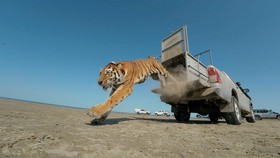 Female Amur tiger Umit jumps out of a pickup truck while being released into the wild as part of a program to restore the tiger population, marking the species' first return to Kazakhstan's natural habitat in more than 70 years, at the Ile-Balkhash S