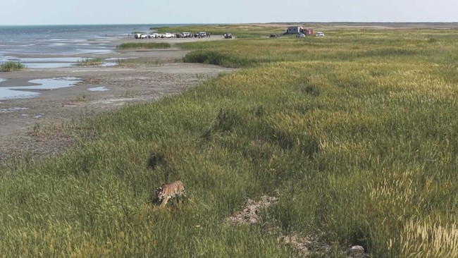 Female Amur tiger Umit walks through tall grass after being released into the wild as part of a program to restore the tiger population, marking the species' first return to Kazakhstan's natural habitat in more than 70 years, at the Ile-Balkhash Stat