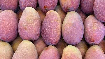 Dilarang China, Mangga Asal Taiwan Ludes Dijual di Eropa