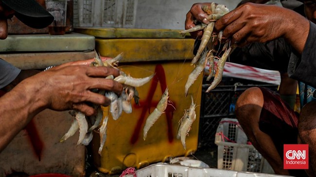 Sejumlah pekerja memilah hasil tangkapan laut di Kampung Nelayan Cilincing, Jakarta, Selasa (4/8). (CNN Indonesia/Febria Adha L)
