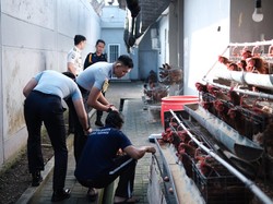 Lapas Tabanan Sulap Area Sempit Jadi Peternakan Ayam Petelur