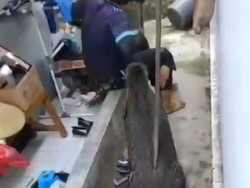 Relawan SPPG di Kuningan Diseruduk Saat Cegah Babi Hutan Serang Anak-anak