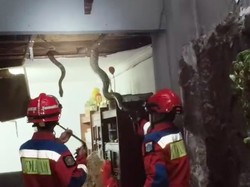 Ngeri! 3 Sanca Besar Bersarang di Plafon Rumah Warga Jaksel