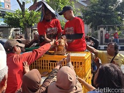Protes Harga Pakan, Peternak Solo Raya Bagi-bagi Ayam ke Warga