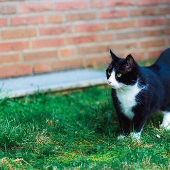 Top 5 List: Destinasi di Jakarta untuk Bertemu Para 'Seleb Kucing' Menggemaskan
