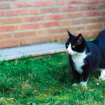 Top 5 List: Destinasi di Jakarta untuk Bertemu Para 'Seleb Kucing' Menggemaskan