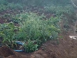 Viral Teror Maling Kentang di Kebun Warga Sumberbrantas Kota Batu