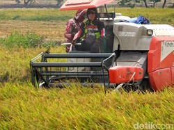 Semringah Petani Lamongan Saat Harga Gabah Tembus Rp 8.200/Kg