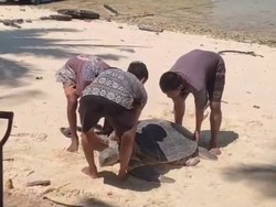 Video: Miris, Penyu Dibunuh saat Bertelur di Berau Kaltim