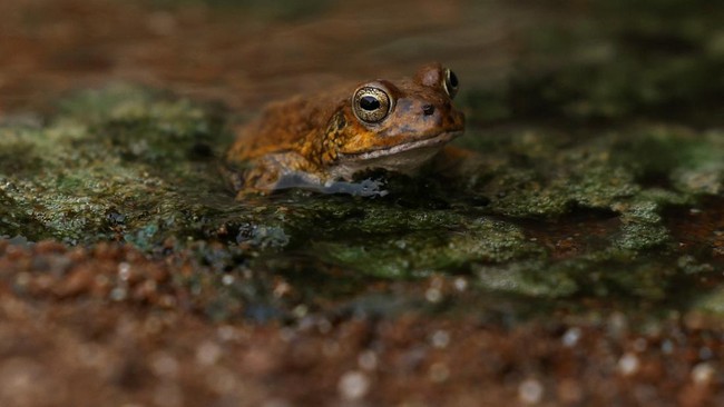 A toad sits partially submerged in a freshwater pool at Wadi Wurayah National Park, in Fujairah, United Arab Emirates, July 16, 2026. REUTERS/Amr Alfiky
