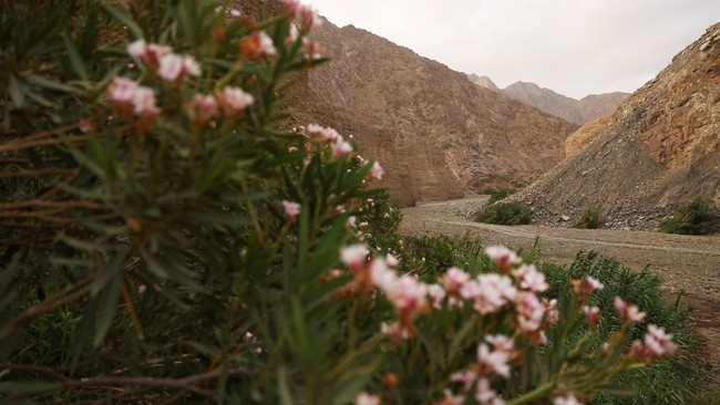 Wildflowers grow along a streambed in Wadi Wurayah National Park, in Fujairah, United Arab Emirates, July 16, 2026. REUTERS/Amr Alfiky