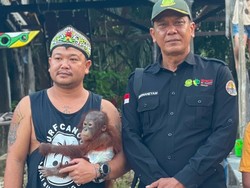 Anak Orang Utan Ditemukan di Seruyan, Kini Bakal Jalani Rehabilitasi