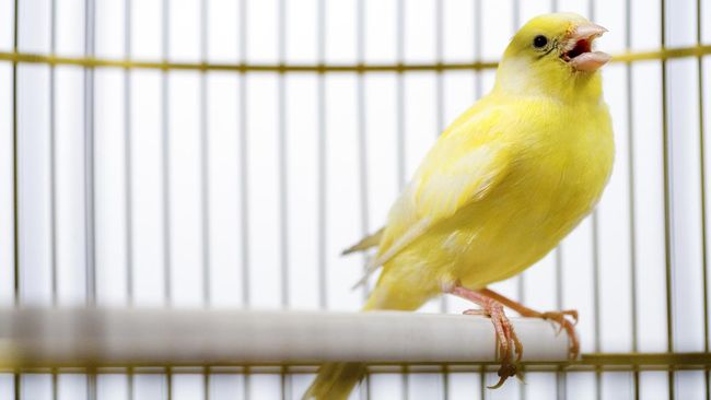 Burung kenari merupakan salah satu jenis burung kicau yang bersuara merdu dan cocok untuk pemula.