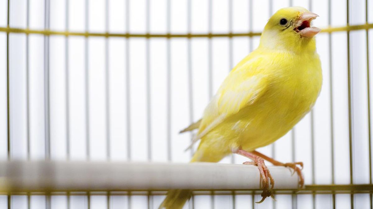Pilihan Jenis Burung Kicau Bersuara Merdu, Cocok Buat Pemula
