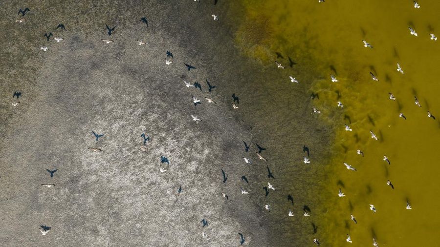 Foto udara menujukkan menurunnya permukaan air di Danau Velence, Hungaria, Kamis (6/8/2026).
Permukaan air di Danau Velence diprediksi bakal turun ke level terendah sepanjang masa pada musim panas ini akibat dampak perubahan iklim. (REUTERS/Marton Mo