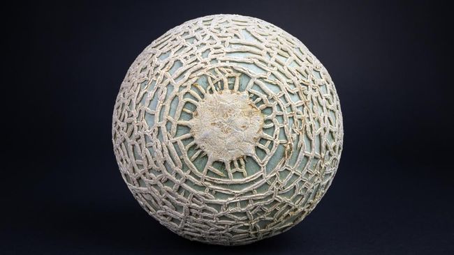 The Yubari King or Yubari melon on black background. is a cantaloupe cultivar farmed in greenhouses in Ybari, Hokkaido, a small city close to Sapporo.