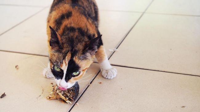 Ada beberapa ikan yang bagus untuk kucing. Meski biasa dikonsumsi majikan, ikan-ikan ini juga bisa jadi makanan kucing.
