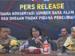 Trenggiling Diburu karena Mitos Khasiat Sisik, BKSDA: Belum Ada Bukti Ilmiah