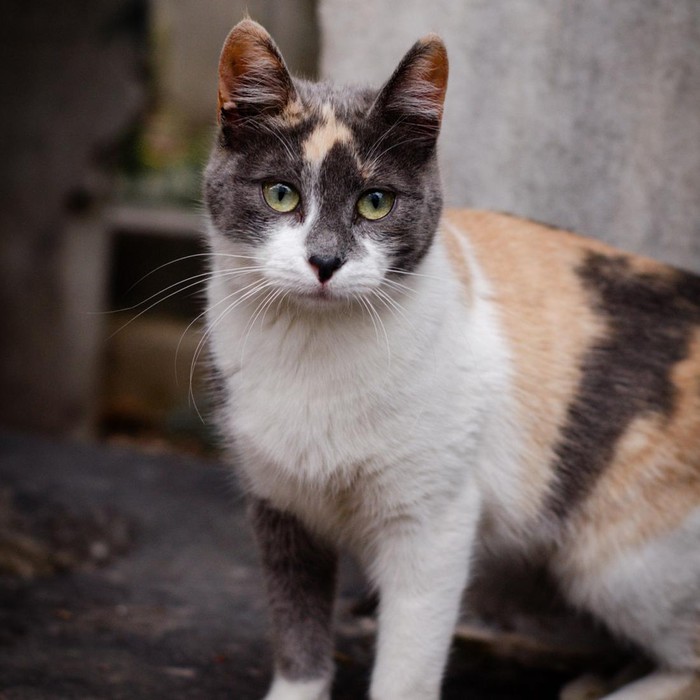 Kucing Calico