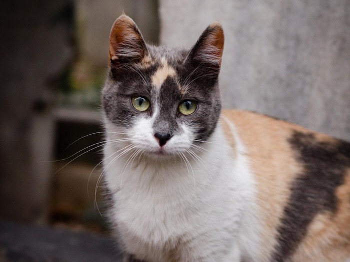 Kucing Calico
