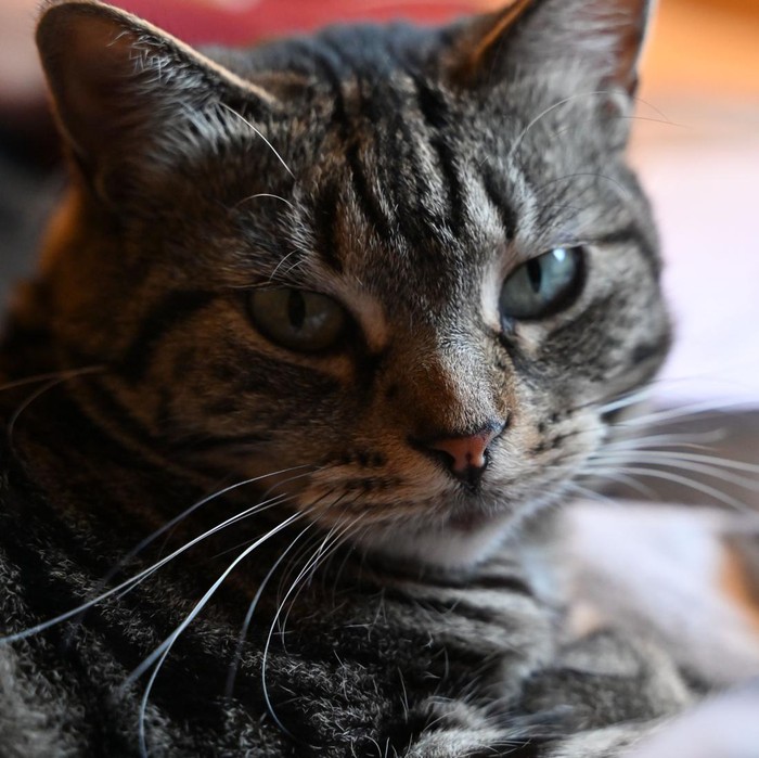 Kucing Tabby