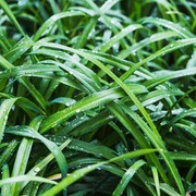 4 Manfaat Daun Pandan untuk Berbagai Masalah Kulit
