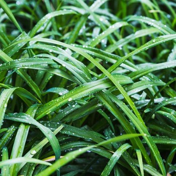 4 Manfaat Daun Pandan untuk Berbagai Masalah Kulit