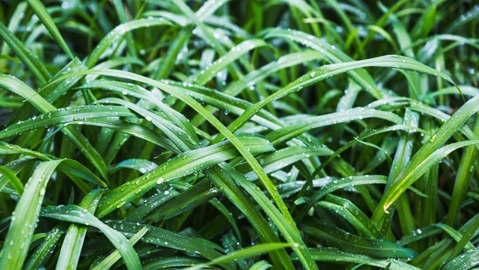 4 Manfaat Daun Pandan untuk Berbagai Masalah Kulit