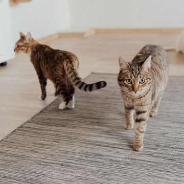 5 Kepribadian Kucing Dilihat dari Warna Bulunya, Kucing Hitam Paling Setia!