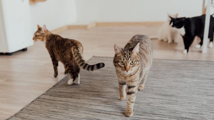 5 Kepribadian Kucing Dilihat dari Warna Bulunya, Kucing Hitam Paling Setia!
