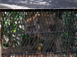 Teror Monyet Ekor Panjang Bikin Warga di Inhil Resah, 19 Orang Jadi Korban
