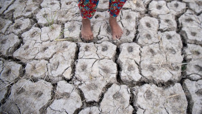 Petani menunjukkan kondisi sawah yang mengalami kekeringan di Desa Pematang Bangsal, Kecamatan Pemulutan Selatan, Kabupaten Ogan Ilir (OI), Sumatera Selatan, Kamis (6/8/2026). Stasiun Klimatologi Kelas I Sumsel  UPT Badan Meteorologi, Klimatologi, da