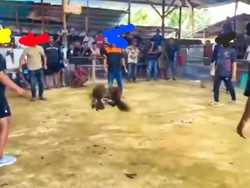 Tepis Isu Membekingi, Polisi Akan Tindak Sabung Ayam Viral di Tarakan,