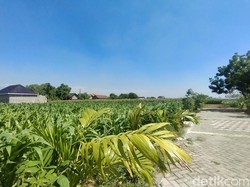Peluang Para Petani Muda Nganjuk Magang di Taiwan, Simak Syaratnya