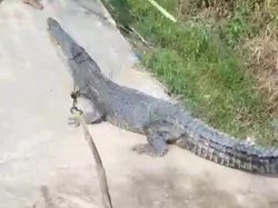 Teror Monyet Belum Berakhir, Warga di Inhil Nyaris Diserang Buaya Muara
