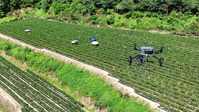 A drone view of a drone equipped with loudspeakers and thermal imaging camera flying over a chilli pepper field to check the temperature during a heat wave warning in Andong, South Korea, August 6, 2026.   REUTERS/Kim Hong-Ji REFILE - UPDATING TO ADD