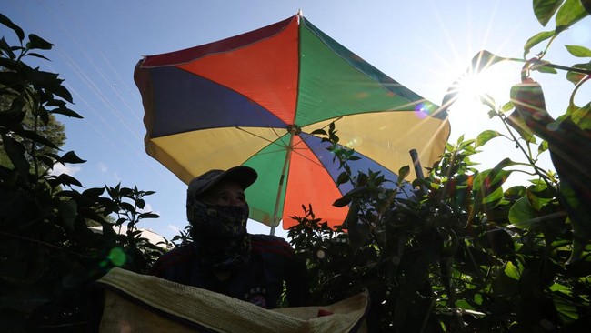 A worker picks up chilli peppers under a shade parasol during a heat wave warning in Andong, South Korea, August 6, 2026.   REUTERS/Kim Hong-Ji