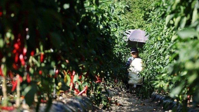 Hwang Hyun-guk works on his chilli pepper field during a heat wave warning in Andong, South Korea, August 6, 2026.   REUTERS/Kim Hong-Ji REFILE - UPDATING TO FIX TYPO FROM