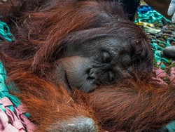 Ternyata Begini Cara Didi Orang Utan Solo Safari Lepas dari Kandang