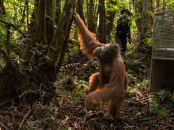 Orang Utan Terusir Api Karhutla Ketapang, Wak Kabur ke Kebun Warga