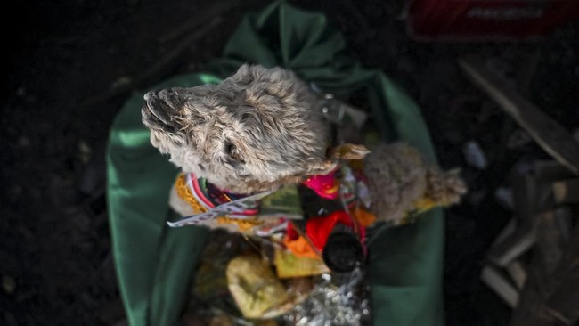 A llama fetus during a ritual offering for the Month of Pachamama, as Bolivians make offerings to Mother Earth to seek health, prosperity and good harvests, in La Cumbre, on the outskirts of La Paz, Bolivia, August 1, 2026. REUTERS/Claudia Morales