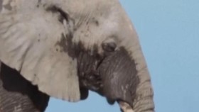 thumbnail video gajah mati di kenya