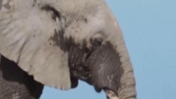 thumbnail video gajah mati di kenya