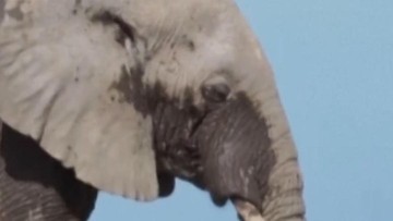 15 Gajah di Kenya Mati, Diduga Keracunan Pestisida