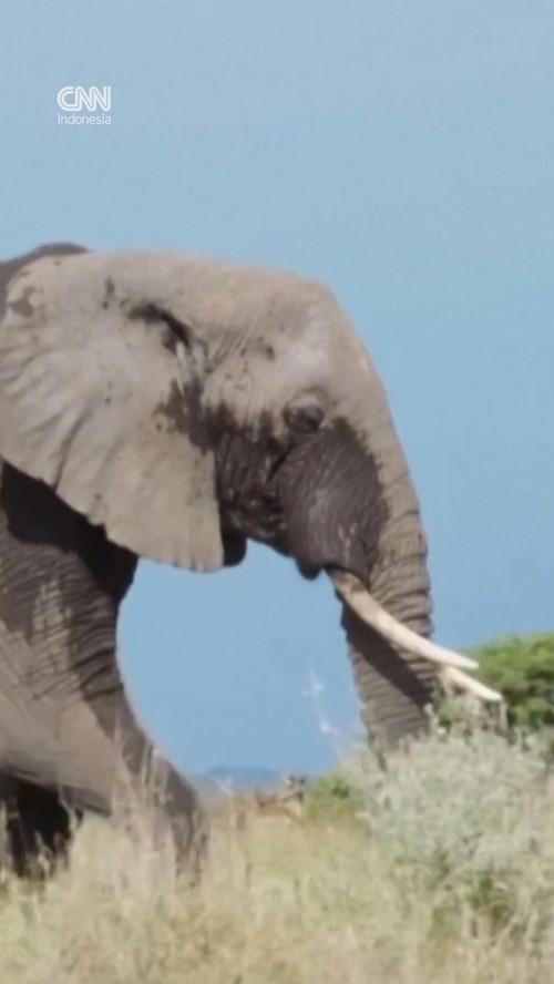 thumbnail video gajah mati di kenya